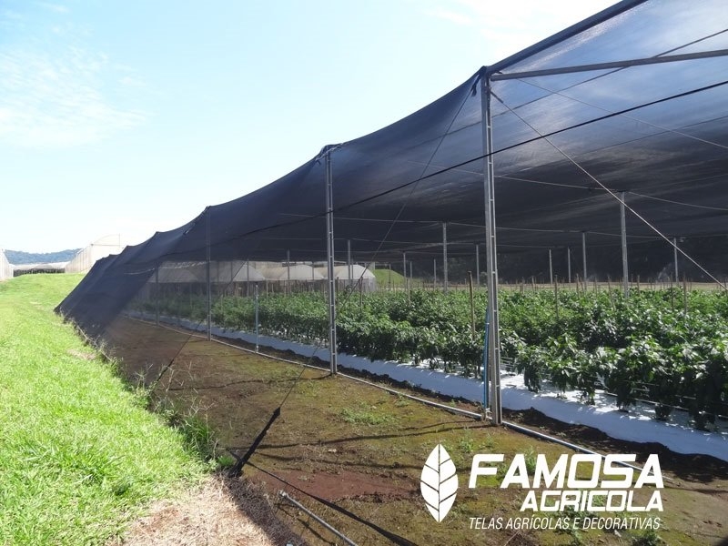 Conheça os benefícios de cultivos protegidos