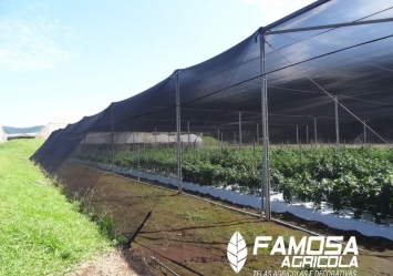 Conheça os benefícios de cultivos protegidos