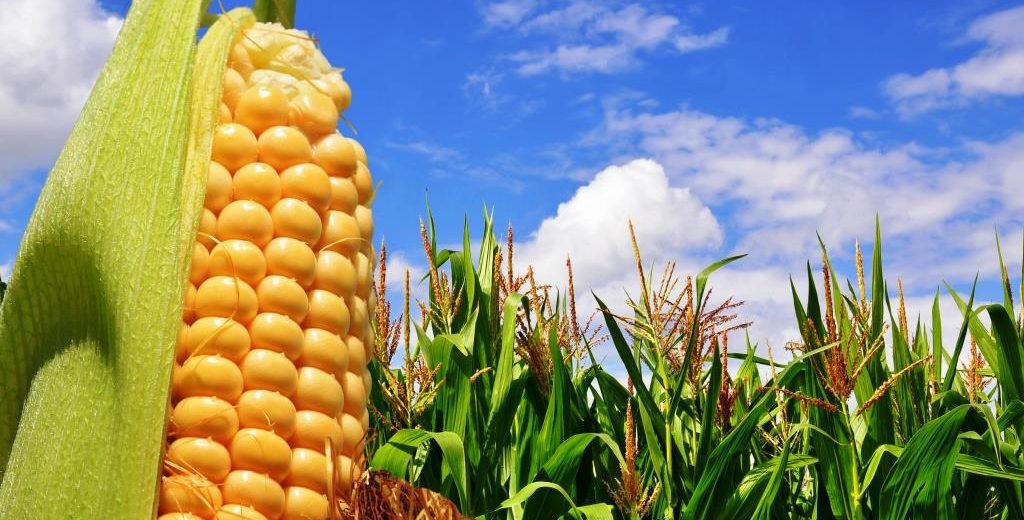 Cenário desafiador para contratos de milho no Brasil
