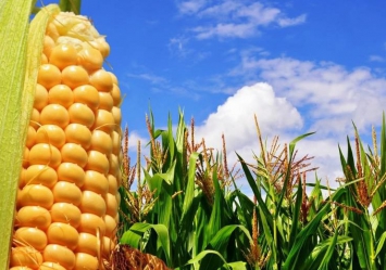 Cenário desafiador para contratos de milho no Brasil